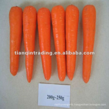 fresh red carrot for south korea